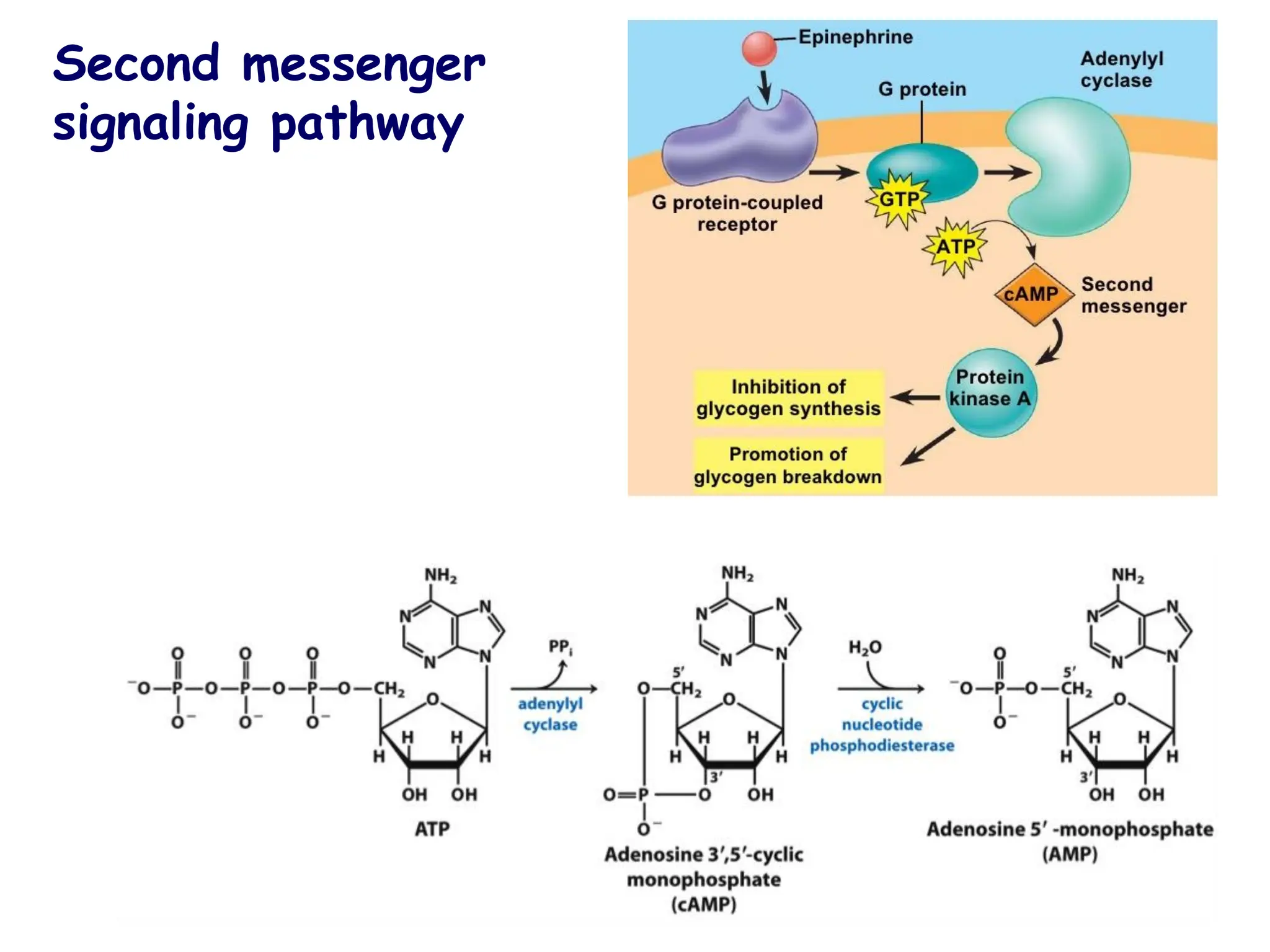 Second messenger
signaling pathway
 