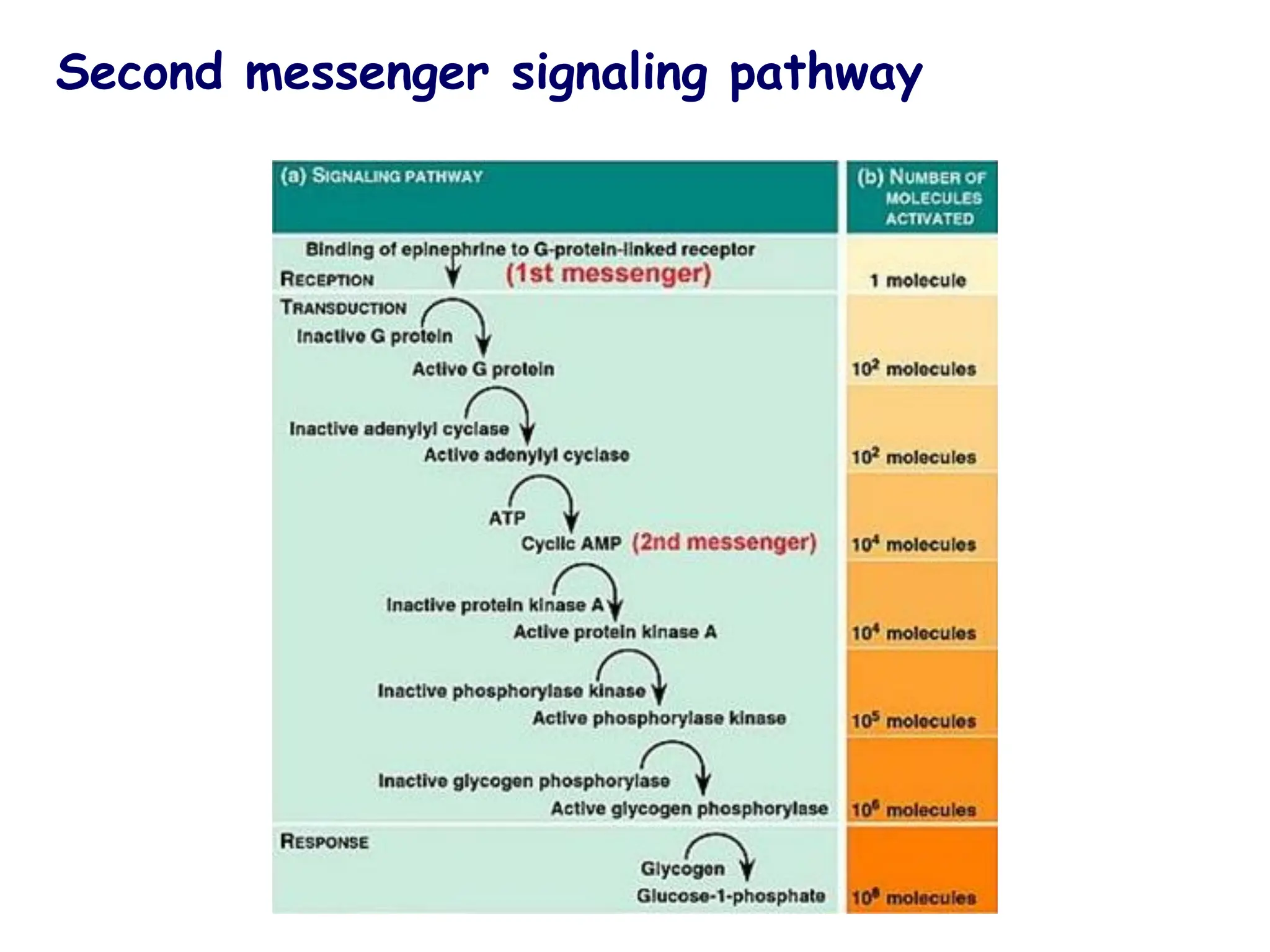 Second messenger signaling pathway
 