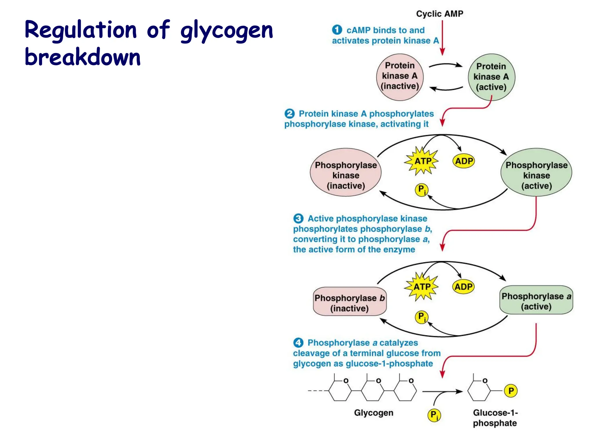 Regulation of glycogen
breakdown
 