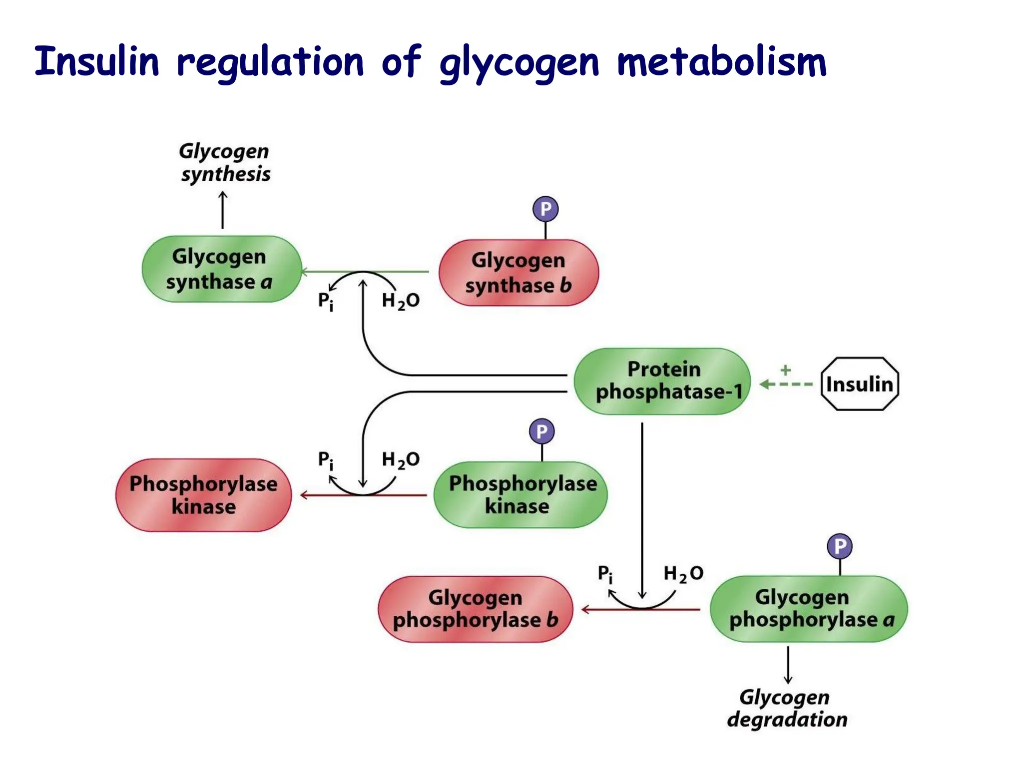 Insulin regulation of glycogen metabolism
 