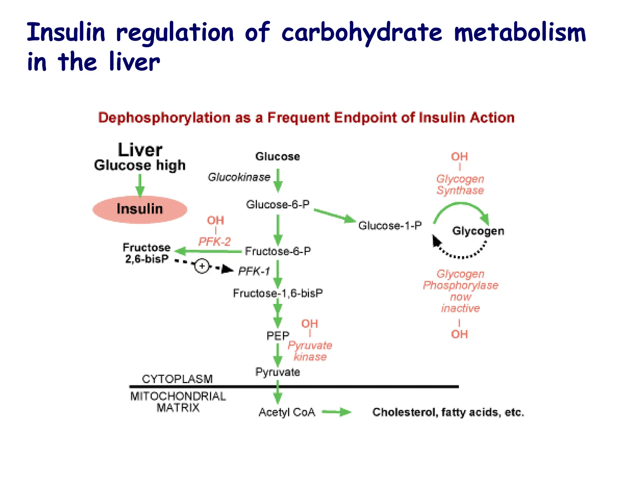 Insulin regulation of carbohydrate metabolism
in the liver
 