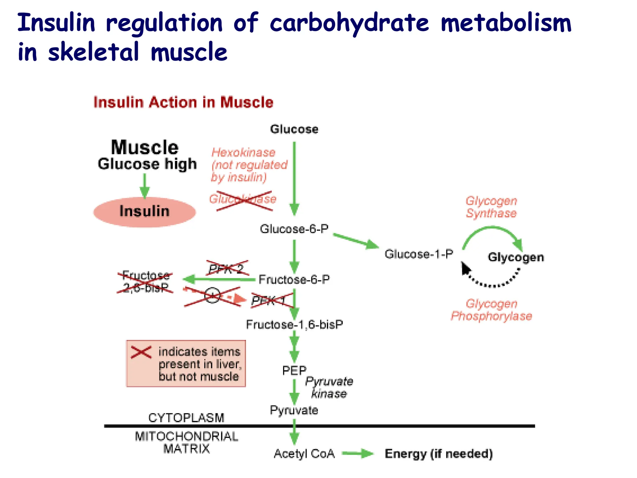 Insulin regulation of carbohydrate metabolism
in skeletal muscle
 