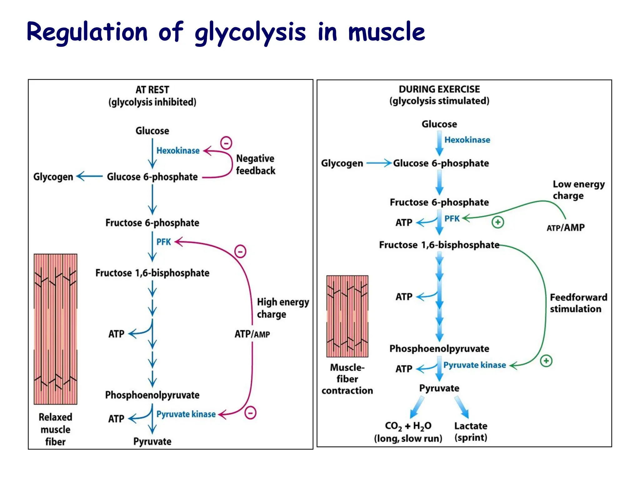 Regulation of glycolysis in muscle
 