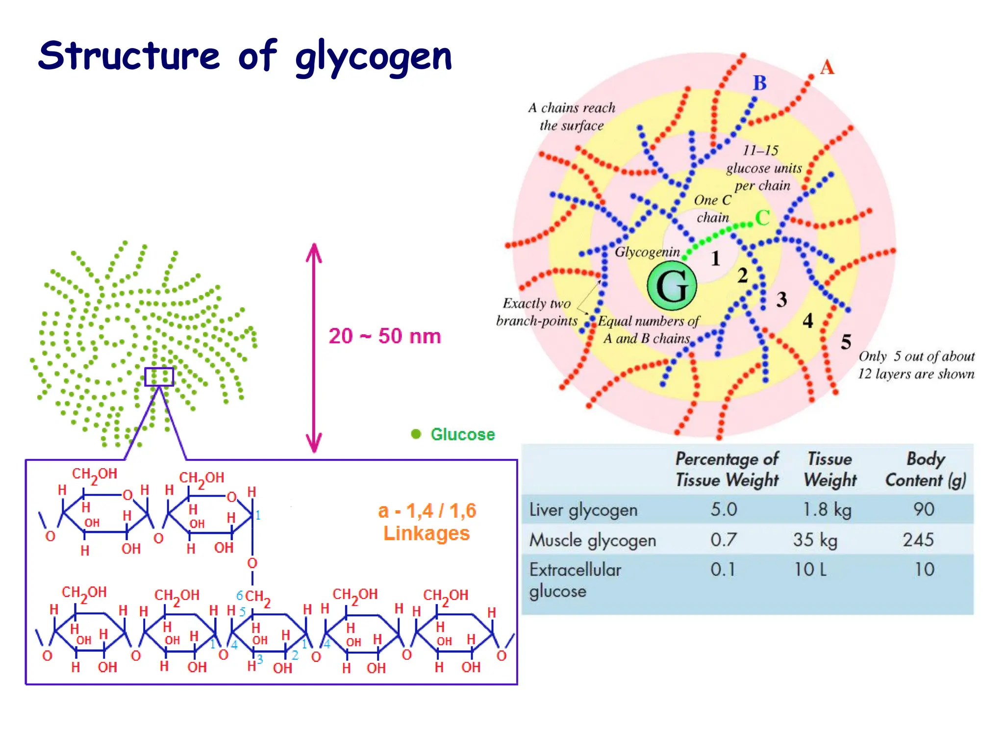 Structure of glycogen
 