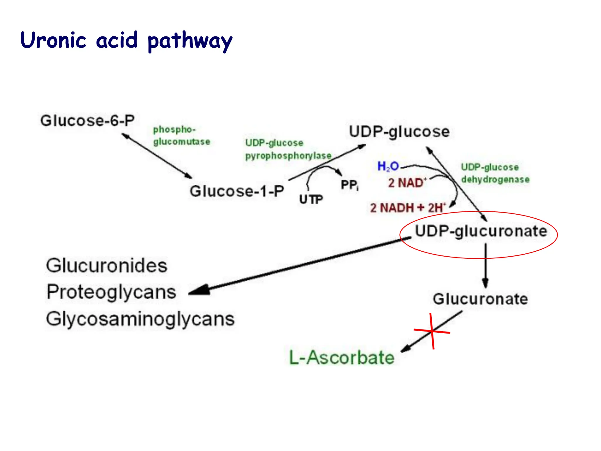 Uronic acid pathway
 
