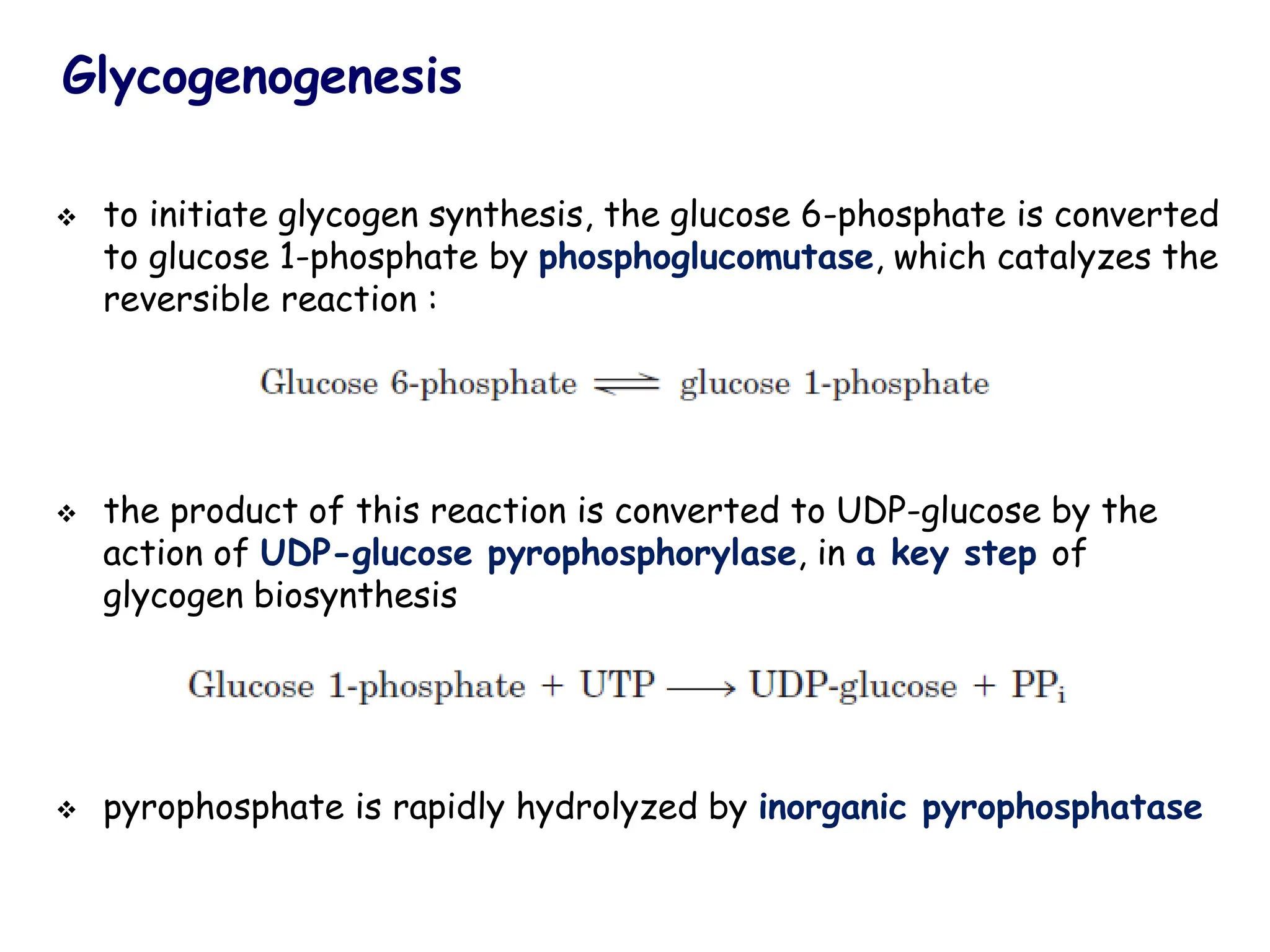 Glycogenogenesis
❖ to initiate glycogen synthesis, the glucose 6-phosphate is converted
to glucose 1-phosphate by phosphoglucomutase, which catalyzes the
reversible reaction :
❖ the product of this reaction is converted to UDP-glucose by the
action of UDP-glucose pyrophosphorylase, in a key step of
glycogen biosynthesis
❖ pyrophosphate is rapidly hydrolyzed by inorganic pyrophosphatase
 