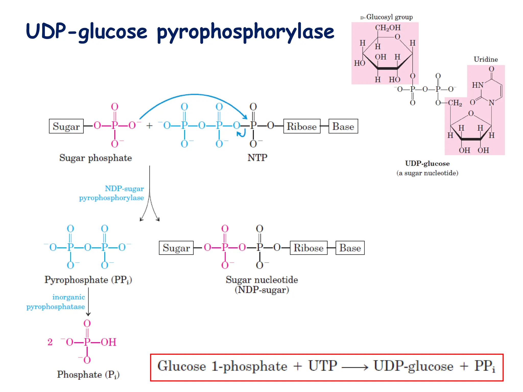UDP-glucose pyrophosphorylase
 