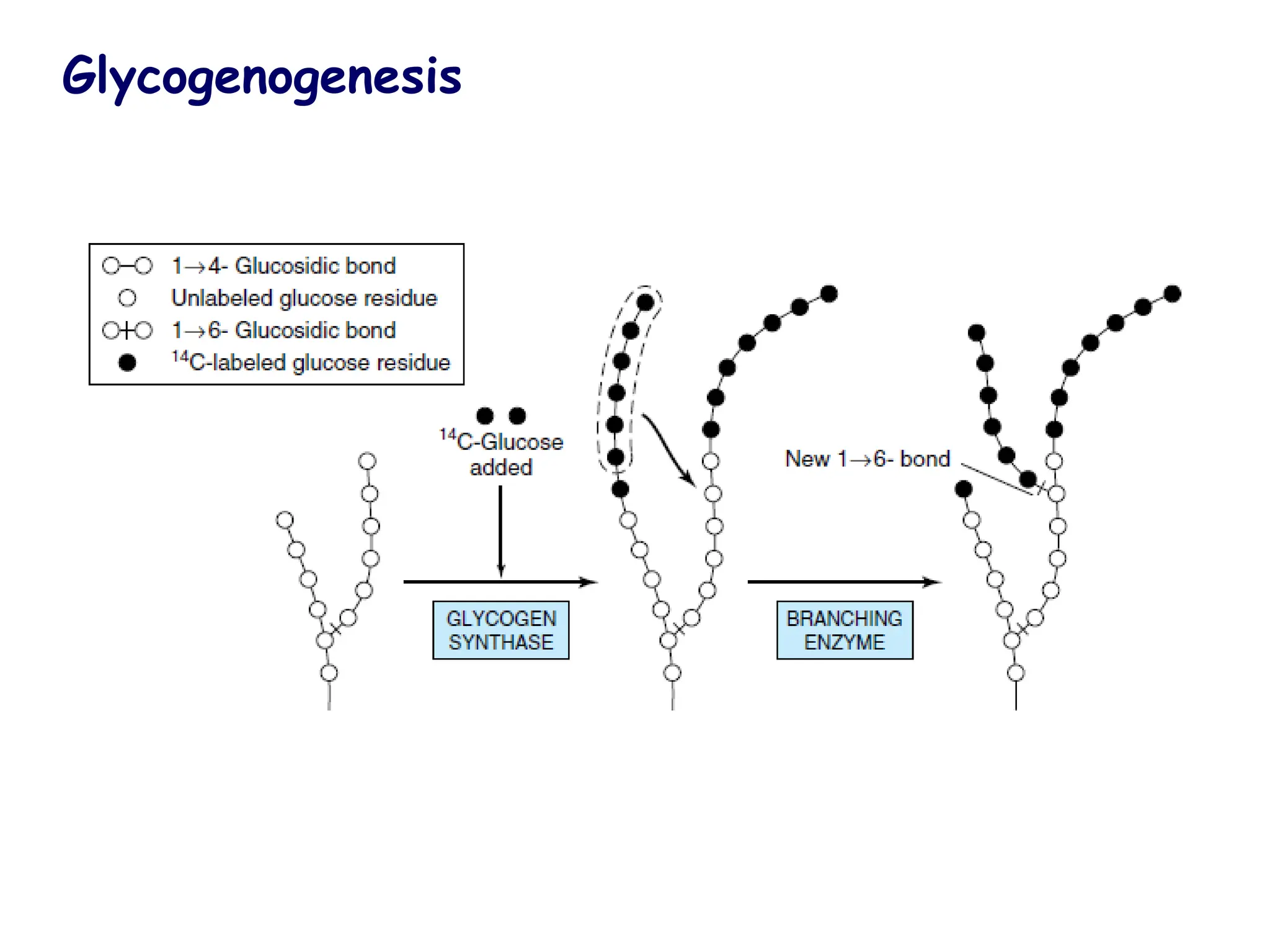 Glycogenogenesis
 