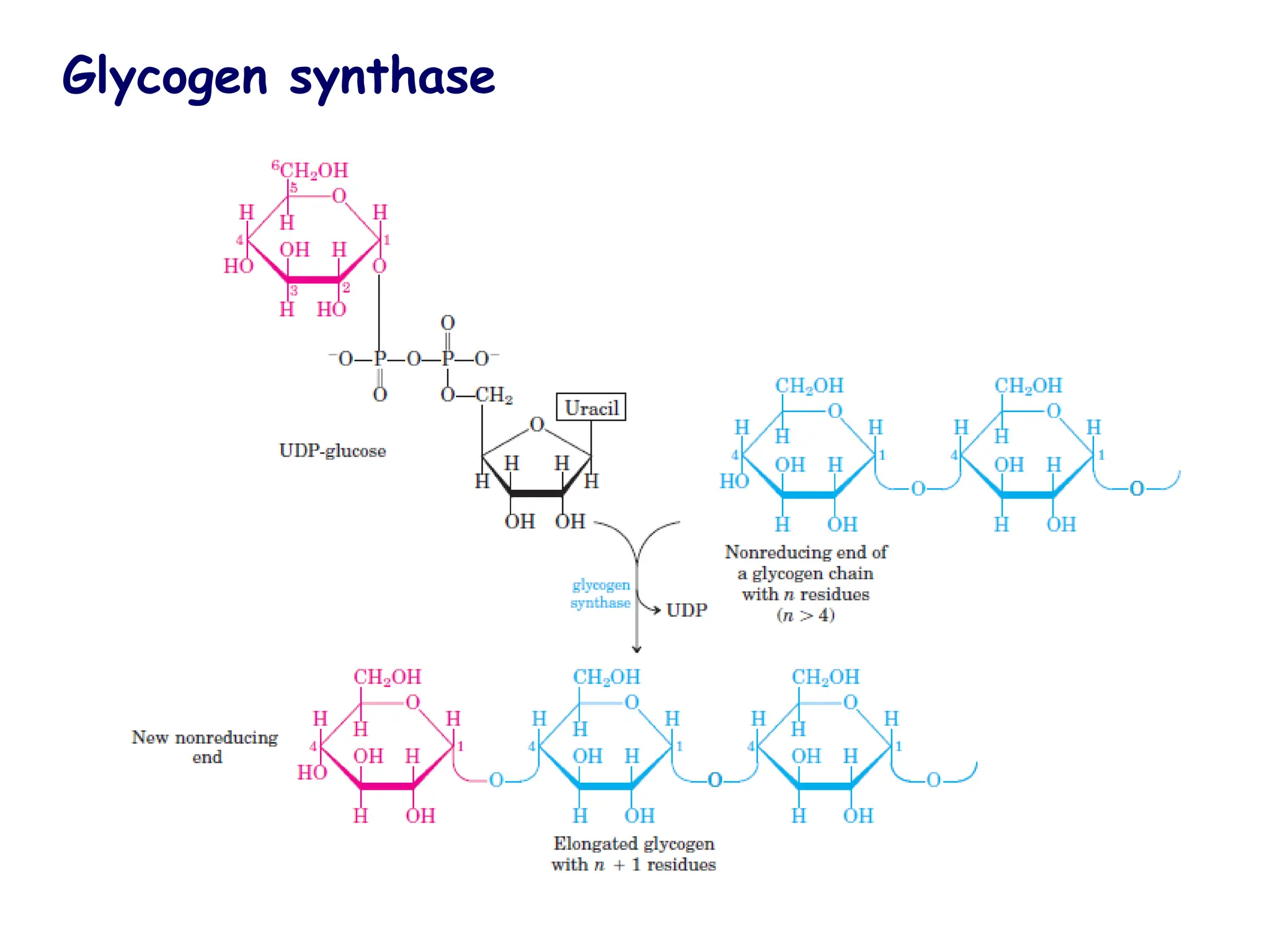 Glycogen synthase
 