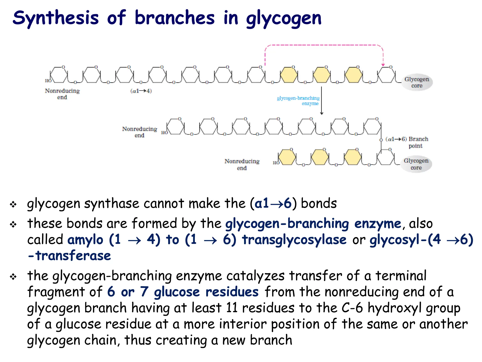 Synthesis of branches in glycogen
❖ glycogen synthase cannot make the (α1→6) bonds
❖ these bonds are formed by the glycogen-branching enzyme, also
called amylo (1 → 4) to (1 → 6) transglycosylase or glycosyl-(4 →6)
-transferase
❖ the glycogen-branching enzyme catalyzes transfer of a terminal
fragment of 6 or 7 glucose residues from the nonreducing end of a
glycogen branch having at least 11 residues to the C-6 hydroxyl group
of a glucose residue at a more interior position of the same or another
glycogen chain, thus creating a new branch
 