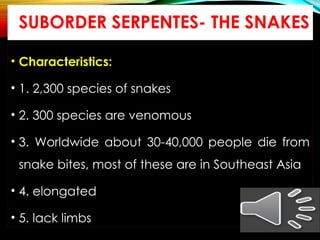 Snake Class lecture 2. classification of reptiles pptx | PPTX