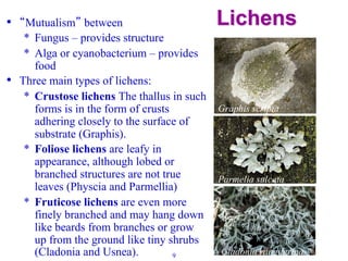 Crustose Graphis Comprehensive Overview of Fungi: Characteristics, Life Forms, and ...
