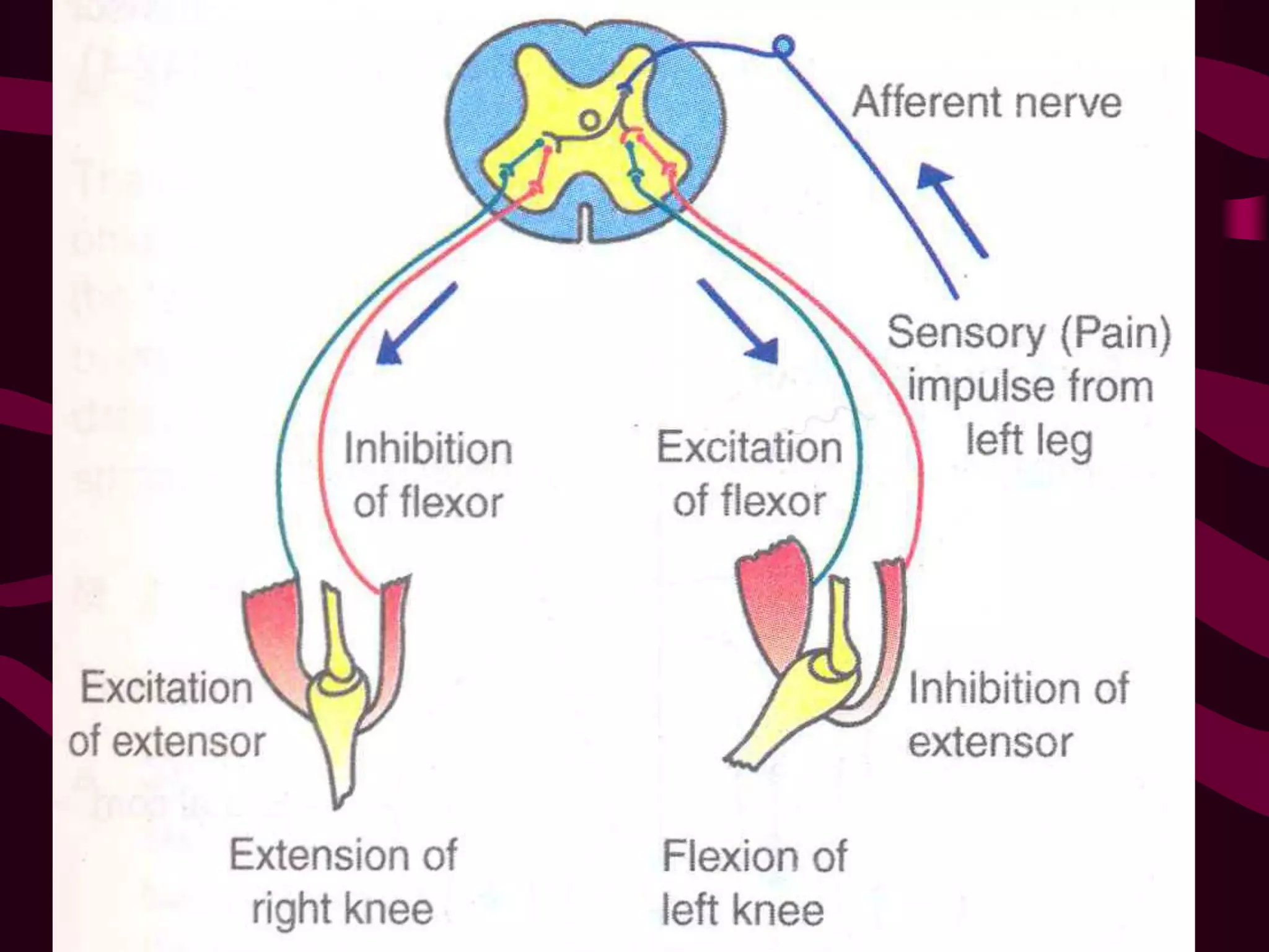 NERVOUS REGULATION OF FUNCTIONS . EXCITATION AND INHIBITION IN CNS ...