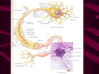 NERVOUS REGULATION OF FUNCTIONS . EXCITATION AND INHIBITION IN CNS | PDF