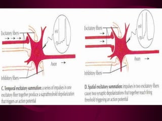 NERVOUS REGULATION OF FUNCTIONS . EXCITATION AND INHIBITION IN CNS | PDF