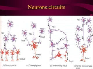 NERVOUS REGULATION OF FUNCTIONS . EXCITATION AND INHIBITION IN CNS | PDF