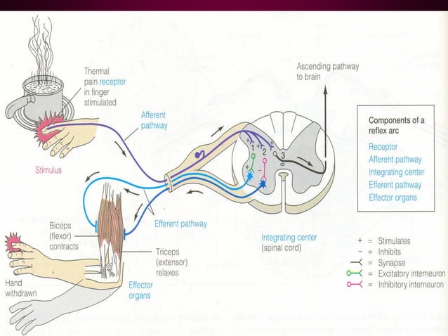 NERVOUS REGULATION OF FUNCTIONS . EXCITATION AND INHIBITION IN CNS ...