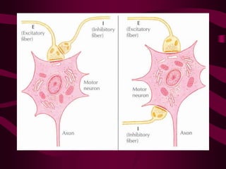 NERVOUS REGULATION OF FUNCTIONS . EXCITATION AND INHIBITION IN CNS | PDF