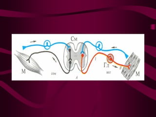 NERVOUS REGULATION OF FUNCTIONS . EXCITATION AND INHIBITION IN CNS | PDF