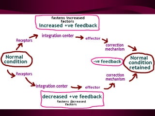 NERVOUS REGULATION OF FUNCTIONS . EXCITATION AND INHIBITION IN CNS | PDF