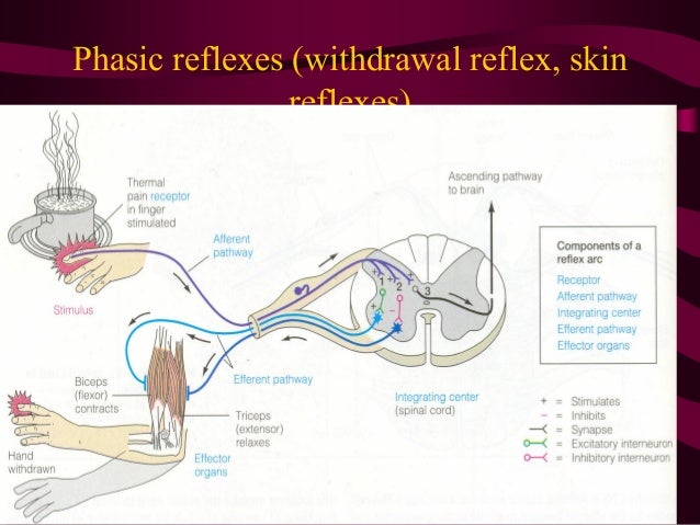 NERVOUS REGULATION OF FUNCTIONS . EXCITATION AND INHIBITION IN CNS
