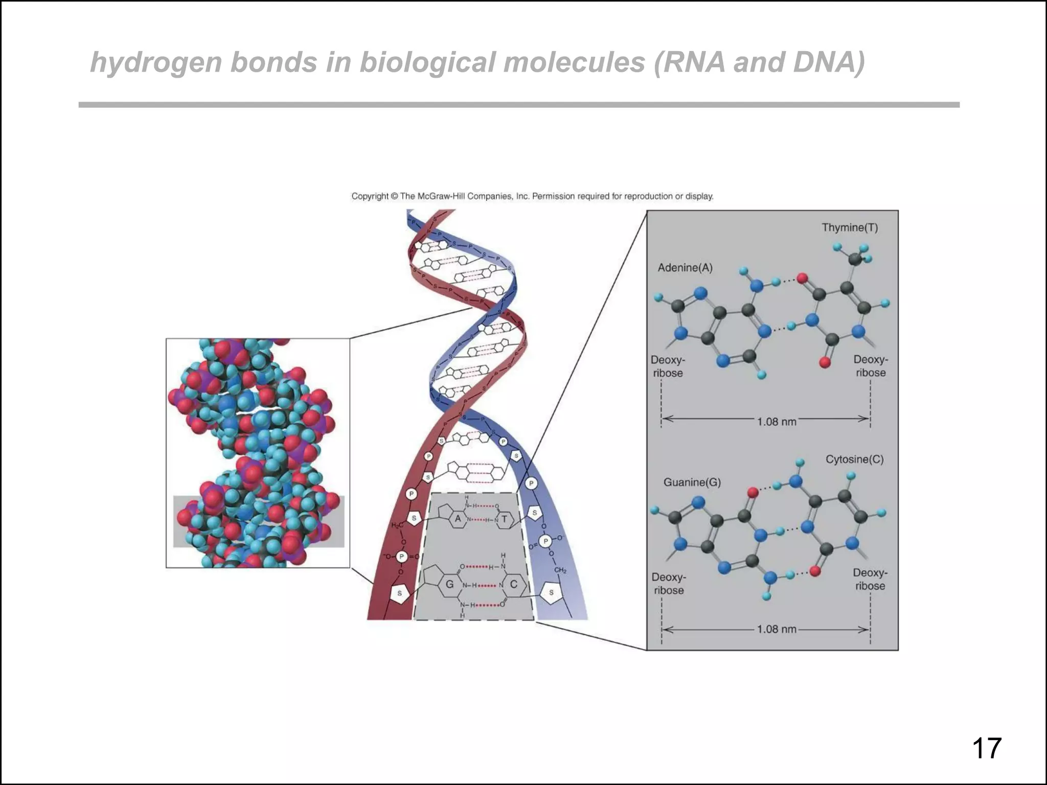 hydrogen bonds in biological molecules (RNA and DNA)
17
 