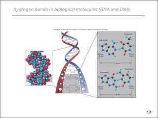 hydrogen bonds in biological molecules (RNA and DNA)
17
 