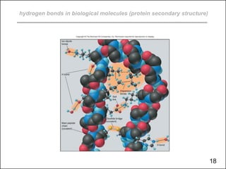 hydrogen bonds in biological molecules (protein secondary structure)
18
 