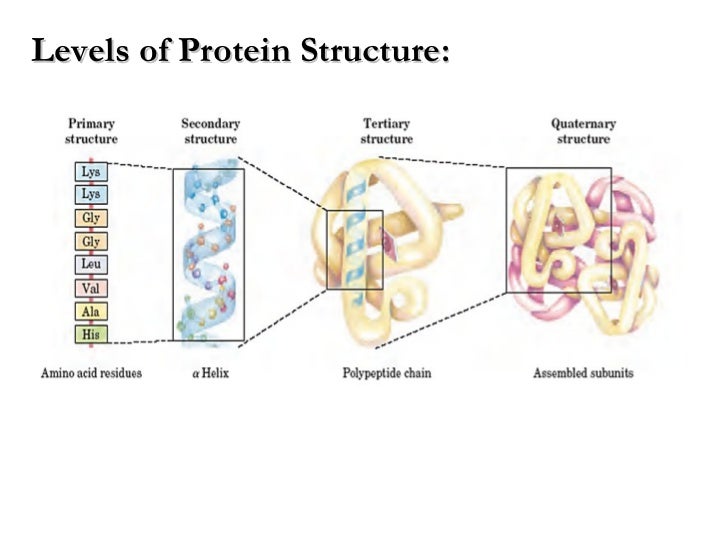 Lecture 2 3 Protein Chemistry - 