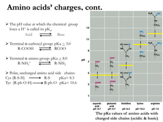 Protein R Group Pka Lecture 2 3 protein chemistry | PPT