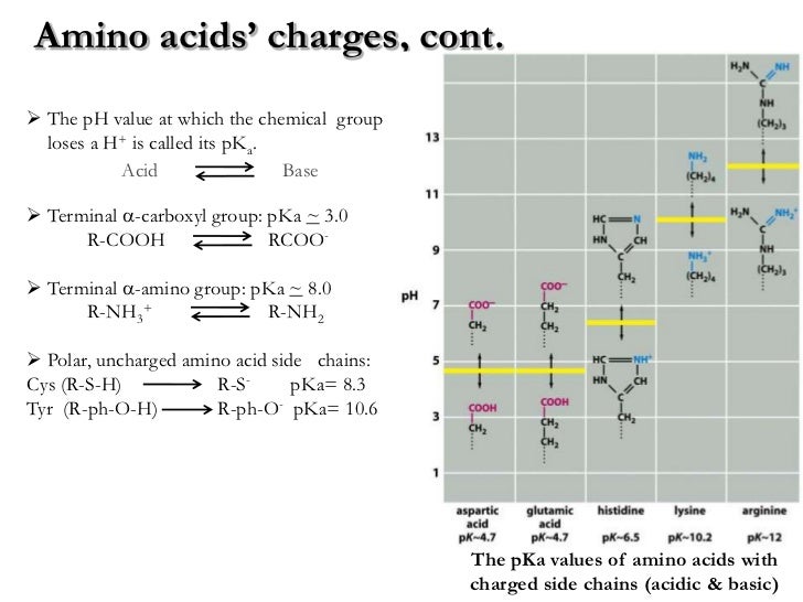 Lecture 2 3 protein chemistry