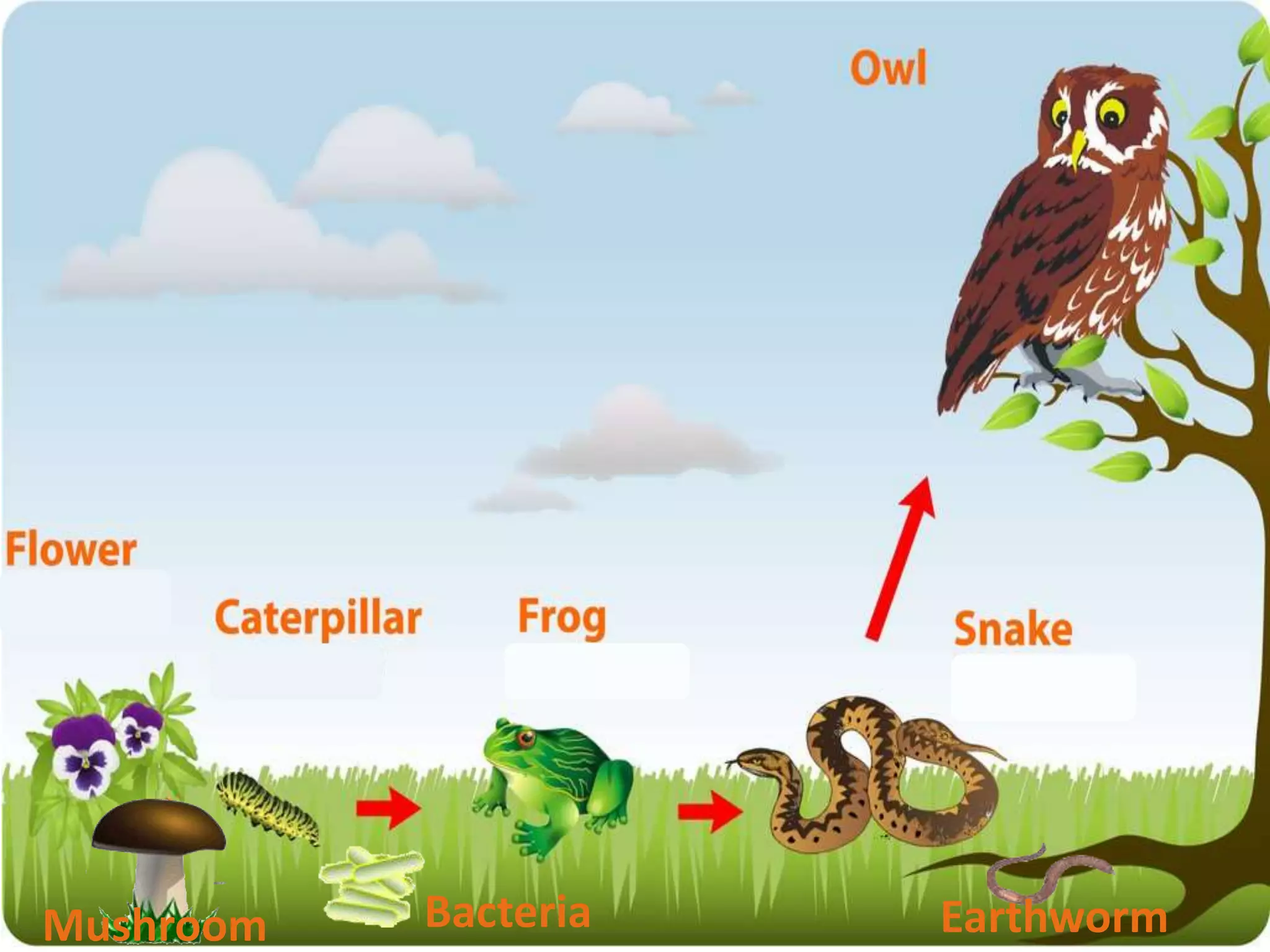 Mushroom Bacteria Earthworm
 