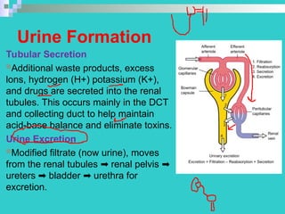Urinary Secretion Comprehensive Overview of the Urinary System: Anatomy, Physiology, and ...