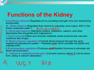Comprehensive Overview of the Urinary System: Anatomy, Physiology, and ...