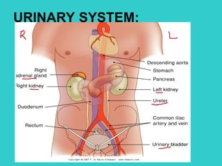 Comprehensive Overview of the Urinary System: Anatomy, Physiology, and ...