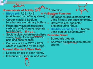 Comprehensive Overview of the Urinary System: Anatomy, Physiology, and ...