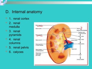 Comprehensive Overview of the Urinary System: Anatomy, Physiology, and ...