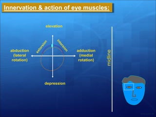 Lecture 2- Anatomy and physiology of eye.pdf