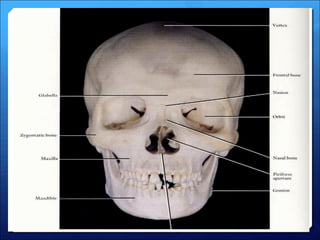 Lecture 2- Anatomy and physiology of eye.pdf