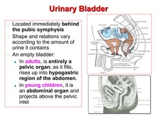 Lecture 2- Anatomy of Ureter, Urinary Bladder & Urethra.ppt