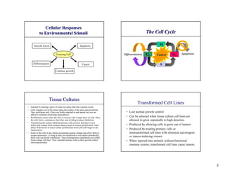 Cellular Responses
             to Environmental Stimuli                                                                    The Cell Cycle

       Growth Arrest                                        Apoptosis                                             M

                                 Growing Cell                                          Differentiation   G1     Cancer      G2     Apoptosis


       Differentiation                                         Cancer                                              S
                                Continue growth




                        Tissue Cultures
                                                                                                  Transformed Cell Lines
•   Initiated by placing a piece of tissue in a glass dish that contains serum
•   Cells migrates out of the tissue along the surface of the glass and proliferate.
    They proliferate only if they are firmly attached to and spread out over an          • Lost normal growth control
    adhesive substrate (anchorage dependence)
•   Proliferation ceases when the dish is covered with a single layer of cells. Once     • Can be selected when tissue culture cell lines are
    the cells form a continuous sheet they stop dividing (contact inhibition)              allowed to grow repeatedly to high densities
•   Transferring the contact inhibited primary cells at lower densities to new
    dishes that contain fresh medium induces them to resume proliferation. After         • Produced by allowing cells to grow out of tumors
    about 50 divisions in tissue culture proliferation slows and cells begin to die
    (senescence)                                                                         • Produced by treating primary cells or
•   Some of the cells in the culture accumulate genetic change that allow them to          nontransformed cell lines with chemical carcinogens
    escape senescence. As long as they are transferred to new dishes periodically,
    these cells can divide indefinitely. These homogeneous populations are called
                                                                                           or cancer-inducing viruses
    tissue culture cell lines. They resemble primary cells in their growth control.      • When injected into animals without functional
    (non-transformed)
                                                                                           immune system, transformed cell lines cause tumors.




                                                                                                                                                 3
 