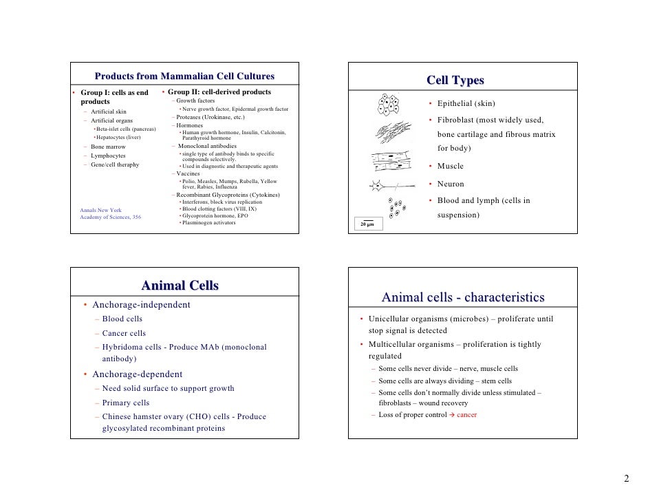 Lecture 2 animal cell culture