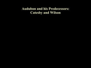 Audubon and his Predecessors:
    Catesby and Wilson
 