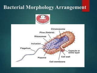 Bacterial Morphology Arrangement
 