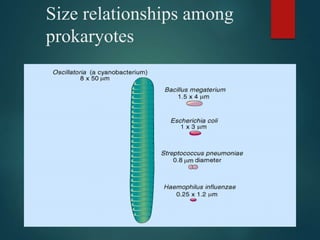 Size relationships among
prokaryotes
 