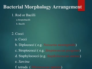 Bacterial Morphology Arrangement
1. Rod or Bacilli
a.Streptobacilli
b. Bacilli
2. Cocci
a. Cocci
b. Diplococci ( e.g. Neisseria meningitidis)
c. Streptococci ( e.g. Streptococcus pyogenes)
d. Staphylococci (e.g. Staphylococcus aureus)
e. Sarcina
f. tetrads ( Micrococcus species)
 