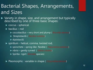 12
Bacterial Shapes, Arrangements,
and Sizes
 Variety in shape, size, and arrangement but typically
described by one of three basic shapes:
 coccus - spherical
 bacillus – rod
 coccobacillus – very short and plump ( Brucella abortus)
 Streptobacilli ( Bacillus subtilus)
 diplobacilli
 spirillum - helical, comma, twisted rod,
 spirochete – spring-like- flexible ( Treponema pallidum)
 vibrio – gently curved ( Vibrio cholera)
 Spirilla- rigid ( Borrelia species)
 Pleomorphic : variable in shape ( Corynebacterium)
 