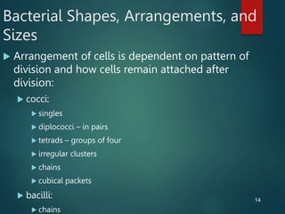 14
Bacterial Shapes, Arrangements, and
Sizes
 Arrangement of cells is dependent on pattern of
division and how cells remain attached after
division:
 cocci:
 singles
 diplococci – in pairs
 tetrads – groups of four
 irregular clusters
 chains
 cubical packets
 bacilli:
 chains
 