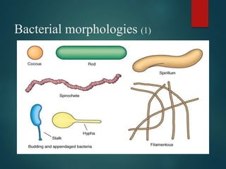 Bacterial morphologies (1)
 