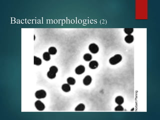 Bacterial morphologies (2)
 